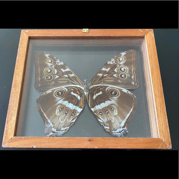 REAL Blue Morpho Butterfly in glass display case. - Picture 2 of 4